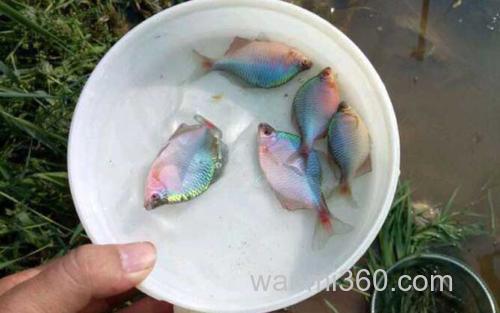鳑鲏_3