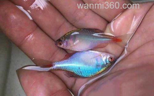 鳑鲏_1