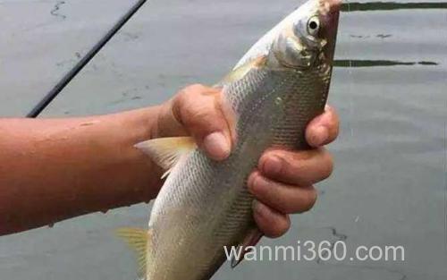 钓黄尾鱼_6