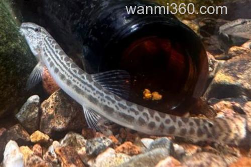 沙花鳅是什么鱼?_1