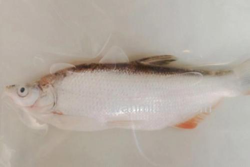 高体近红鲌是什么鱼?_3