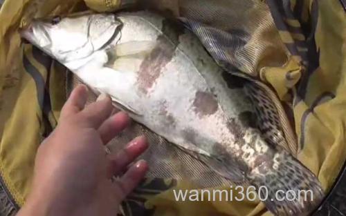路亚鳜鱼_2