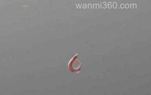 泥鳅钓鱼_4
