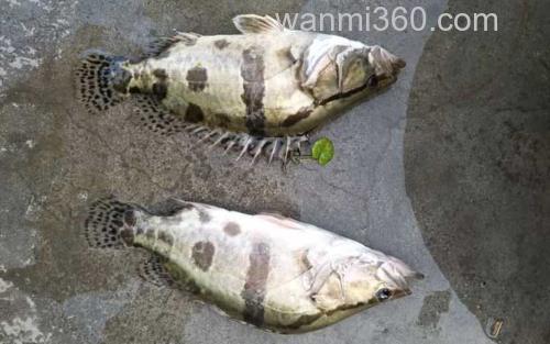 路亚鳜鱼_1
