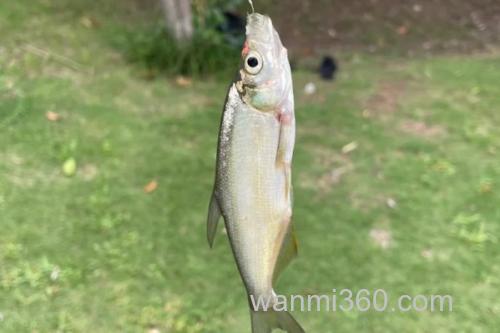 红鳍鲌是什么鱼?_3
