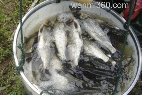 红鳍原鲌是什么鱼?_2