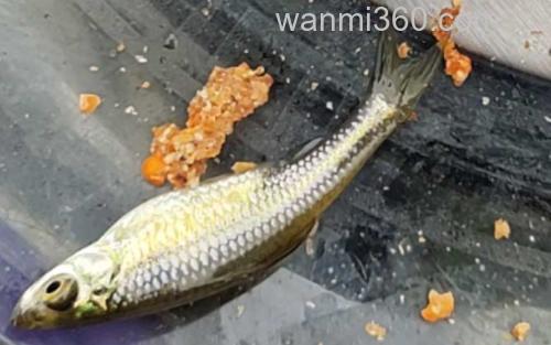钓麦穗鱼_5