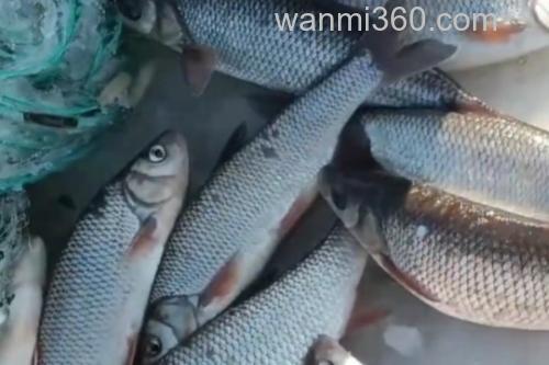 东北雅罗鱼是什么鱼?_2