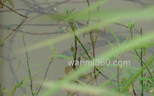 黑鱼_1