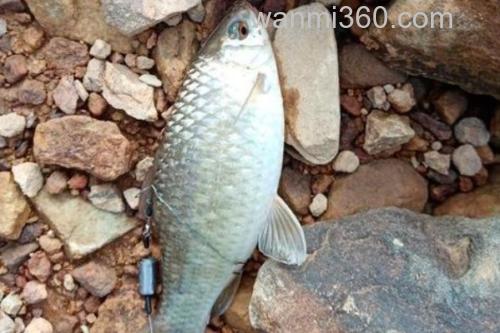刺鮈是什么鱼?_3