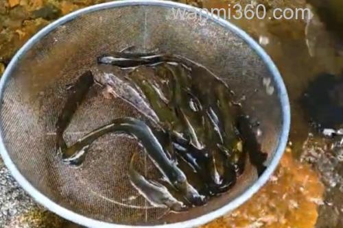 中华鮡是什么鱼?_1