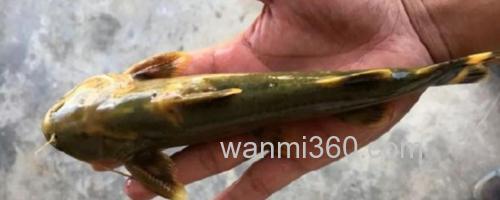小鳍异鮡是什么鱼?_0