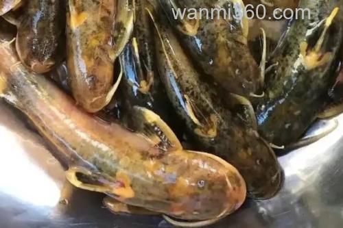 四斑纹胸鮡是什么鱼?_3
