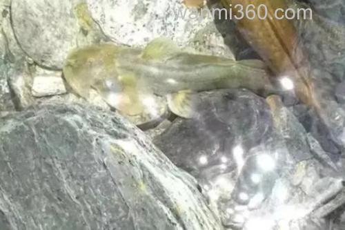 扁体褶鮡是什么鱼?_3