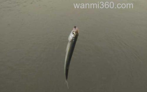 白条鱼_1