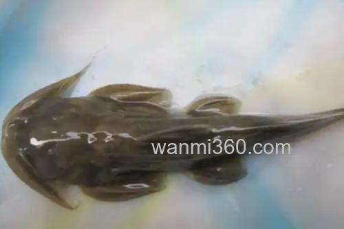 细尾异齿鰋是什么鱼?_3