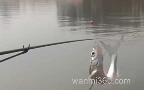 钓白条鱼_0