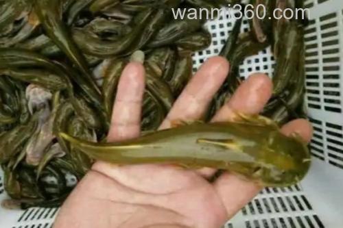长须石爬鮡是什么鱼?_3