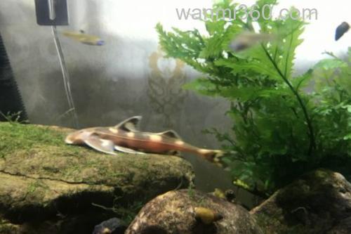 黄斑褶鮡是什么鱼?_2
