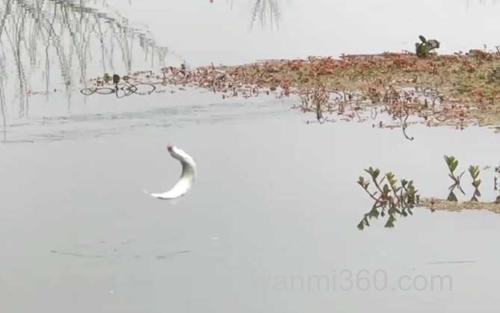 钓白条_0
