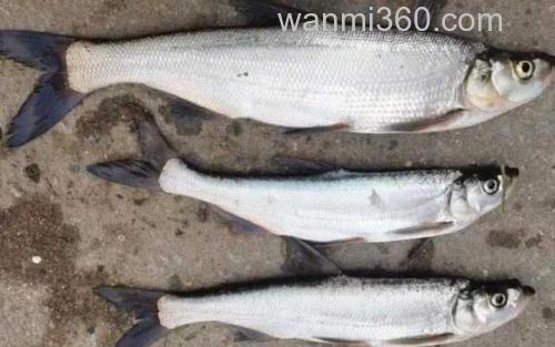 手竿钓翘嘴_2