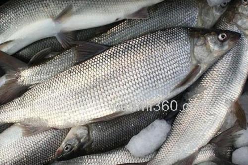 后鳍四须鲃是什么鱼?_2