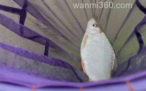 钓土鲮鱼_0