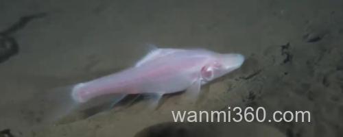 马山金线鲃是什么鱼?_0