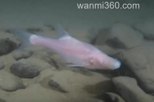 马山金线鲃是什么鱼?_2