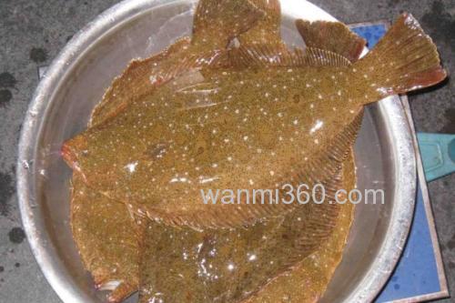 马来斑鲆是什么鱼?_2