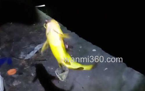 夜钓黄颡鱼_2