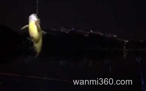 黄颡鱼_2
