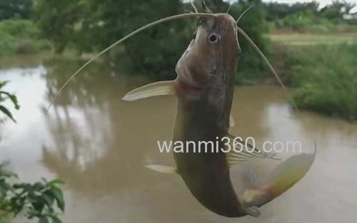 黄颡鱼_2