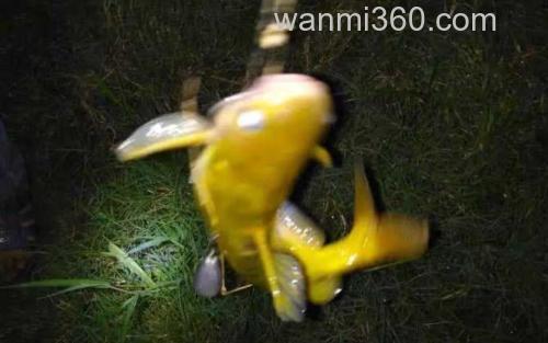 黄颡鱼_0