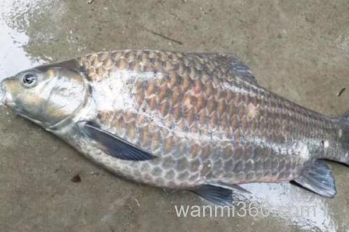 大眼鲤是什么鱼?_1