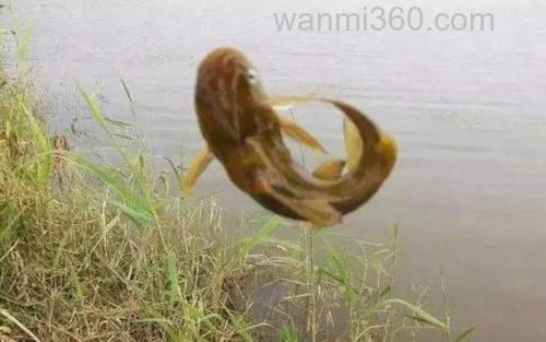 黄颡鱼_5