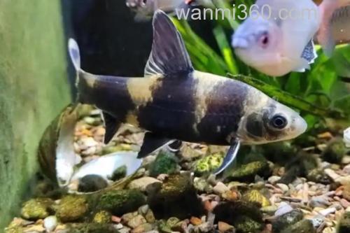 异华鲮是什么鱼?_2