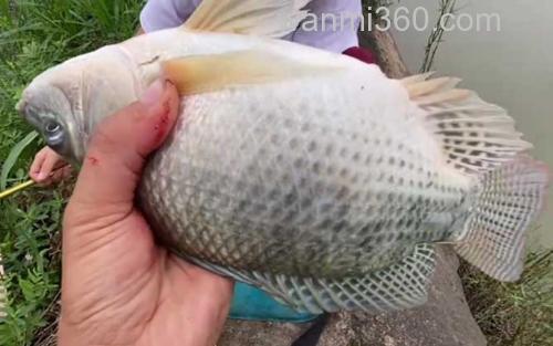 黑坑钓罗非鱼_1