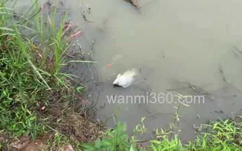 钓罗非鱼_5