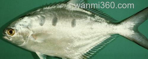 大斑鲳鲹是什么鱼?_0