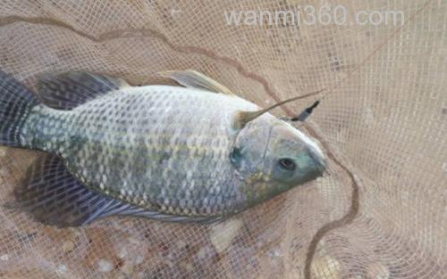 夏季钓鱼_4