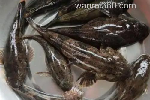 黑体塘鳢是什么鱼?_3