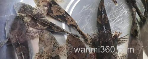 线纹尖塘鳢是什么鱼?_0