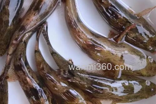 线纹尖塘鳢是什么鱼?_2