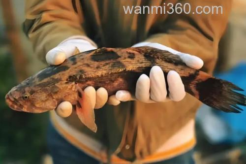 线纹尖塘鳢是什么鱼?_3
