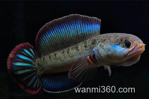 带鳢是什么鱼?_2