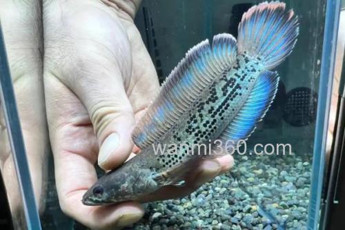 带鳢是什么鱼?_1