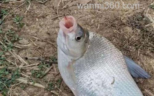 冬季钓鱼_1