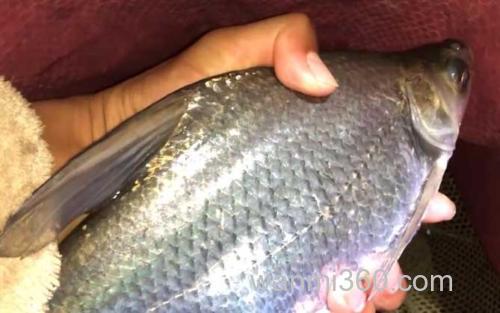鳊鱼_3