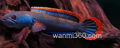 缅甸鳢是什么鱼?_0